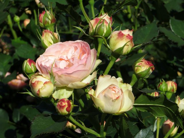Blossoming Pink and White Roses in Garden Setting - Download Free Stock Photos Pikwizard.com