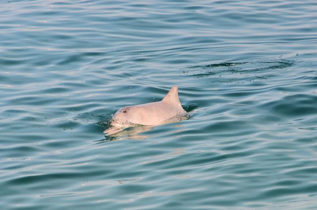 Solitary Dolphin Swimming in Calm Sea - Download Free Stock Photos Pikwizard.com
