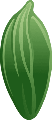 Green Seed Pod on Transparent Background in Minimalist Design