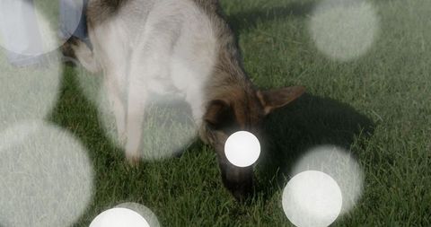 German shepherd exploring backyard with bokeh effect