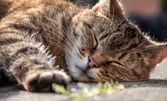 Resting tabby cat lying peacefully on ground, bathed in warm sunlight, showcasing a serene and relaxed state. Ideal for use in pet care advertisements, relaxation and wellness content, and animal lovers' blogs and websites.