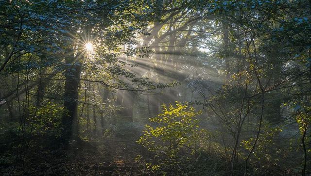 Sunburst streaming through misty forest canopy, sunbeams illuminating undergrowth