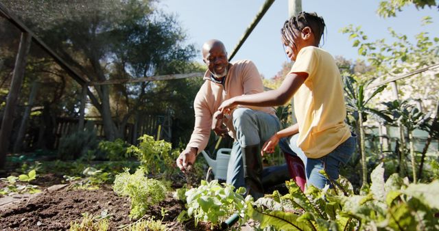 A grandfather and grandchild gardening together in the backyard, spreading soil around the plants on a sunny day. This image can be used for topics related to family bonding, outdoor activities, education, gardening tutorials, and multi-generational connections.