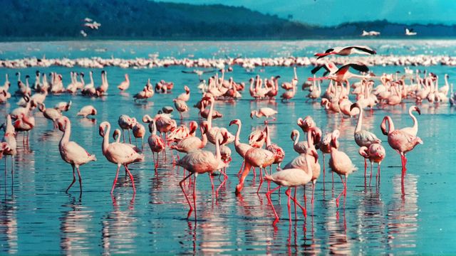 Flock of Flamingos Wading in Vibrant Blue Lagoon - Download Free Stock Photos Pikwizard.com