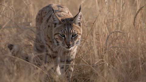 Bobcat stalking through tall dry grass with tufted ears and spotted camouflage coat