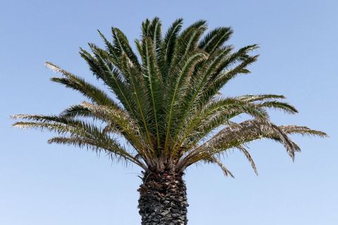 Majestic Palm Tree Against Clear Blue Sky