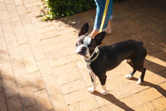 Boston Terrier on a leash walking with owner on a sunny day. Ideal for pet care advertisements, dog walking services, and articles about pet companionship. Can be used to illustrate outdoor activities with pets or promote pet-friendly products.