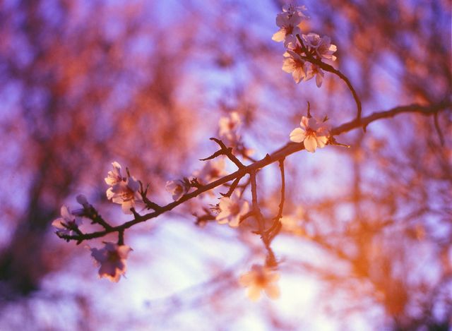 Close-up of delicate spring blossoms backlit by the warm golden light of sunset and framed against a gradient sky. Perfect for nature-themed projects, relaxation materials, floral calendars, and home decor emphasizing tranquility and natural beauty.