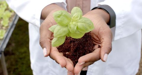 Hands holding young plant highlighting hydroponic farming techniques