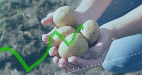 Hands holding potatoes with rising green graph overlaying farm soil for agri data