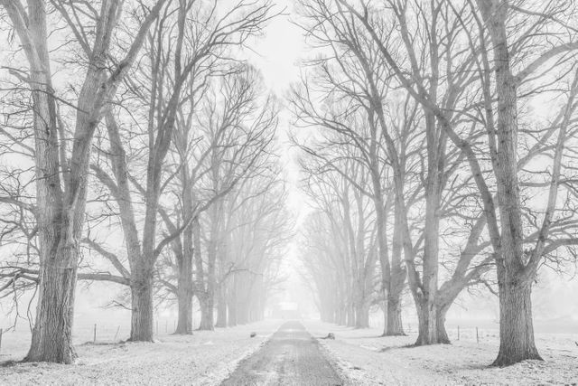 A misty winter scene showcasing a quiet road flanked by tall, bare trees on both sides, creating a serene and ethereal atmosphere. Perfect for illustrating themes of solitude, tranquility, or the beauty of winter in nature. Useful for backgrounds, articles on seasonal changes, peaceful ventures, or scenic explorations.