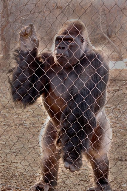 Gorilla standing against chain-link fence in zoo enclosure. This image can be used in articles about wildlife conservation and the humane treatment of animals, zoo-related marketing material, or discussions on wildlife habitat and captivity issues.