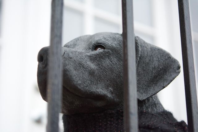 Close-Up of Black Labrador Dog Statue Behind Bars - Download Free Stock Photos Pikwizard.com