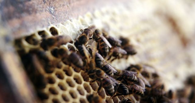 Detailed close-up of honeybees working on honeycomb within hive structure. Ideal for illustrating beekeeping processes, insect behaviors, or topics related to nature, agriculture, and environmental science. Can be used in educational materials, articles on pollination, or promoting bee conservation efforts.