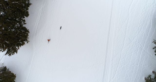 This aerial image captures a skier traversing a snowy field accompanied by a dog. The vast expanse of undisturbed snow and the presence of trees enhance the serene, wintry scene. Ideal for projects related to outdoor sports, winter adventures, or tranquility in nature, the photo can be used in travel brochures, outdoor gear advertisement, or winter holiday promotions.