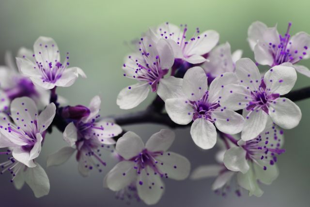 This image shows a close-up of delicate spring blossoms with white petals and contrasting purple stamens in soft focus. Ideal for use in spring-themed projects, floral invitations, nature blogs, and botanical studies. The image evokes calmness and highlights the beauty of blooming flowers during the spring season.