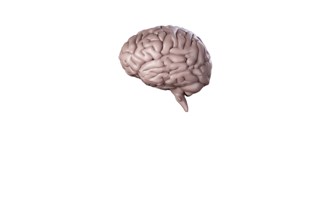 Transparent Brain Isolated on White Background - Download Free Stock Videos Pikwizard.com