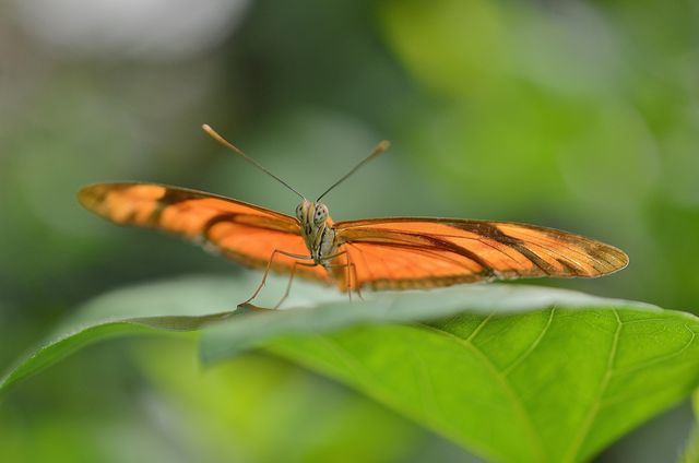Close-Up of Orange Butterfly on Green Leaf - Download Free Stock Photos Pikwizard.com