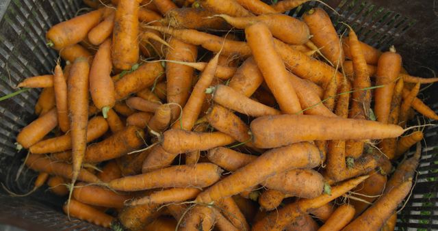 Freshly harvested carrots fill a basket at a farm. Vibrant orange roots showcase a successful yield and farm-to-table freshness.