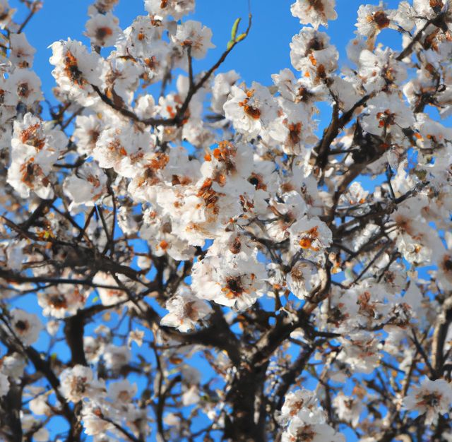 Close up of almond tree over blue sky created using generative ai technology. Nature and harmony concept, digitally generated image.