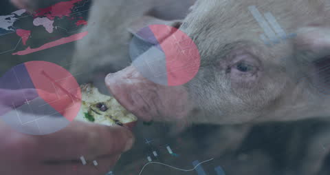 Infographic Overlay with Pig Eating Apple Symbolizing Agriculture Data