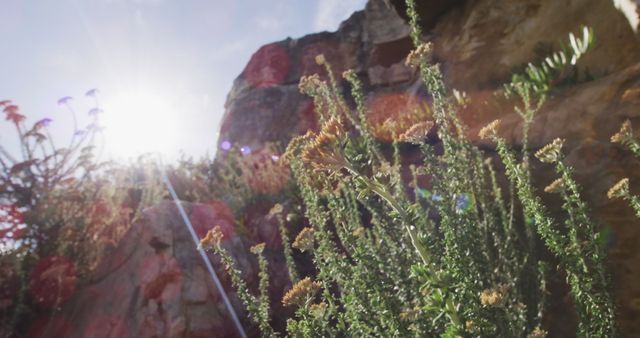 Backlit plants and lens flare against mountain rocks and blue sky. nature and sunlight on rural mountainside.