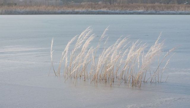 Leaning pale reed plumes on frozen marsh creating diagonal line across icy wetlands