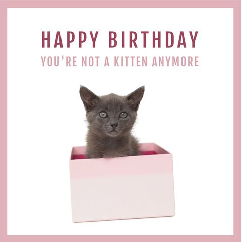 Adorable Kitten in Gift Box with Birthday Message - Download Free Stock Templates Pikwizard.com