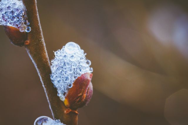 Close-up showing ice covering a bud on a tree branch. Ideal for themes about winter, nature, and cold weather. Suitable for usage in seasonal greetings, winter promotions, and educational content about plants and seasons.