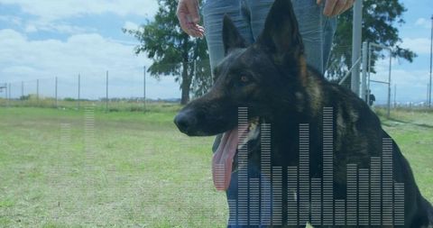 German shepherd enjoying outdoors with sound waves and owner nearby