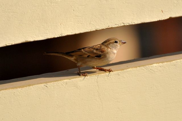 Sparrow serenely perched on a beige fence enabling an intimate peek into its natural behavior during daylight. Great for use in articles about birdwatching, wildlife conservation, and studies of small birds. Suitable for educational use and nature blogs.