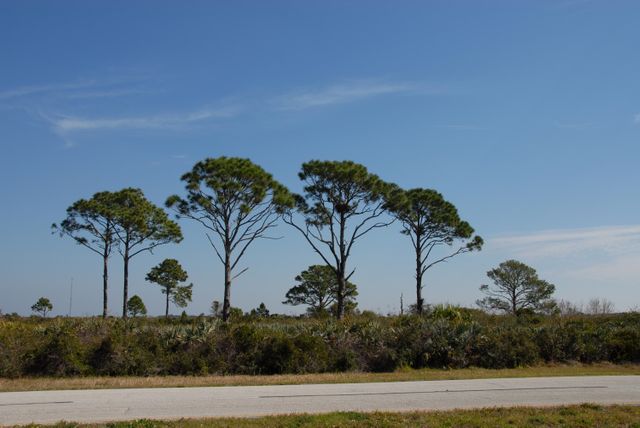 Tall Pine Trees in Merritt Island National Wildlife Refuge with Eagle Nest - Download Free Stock Images Pikwizard.com