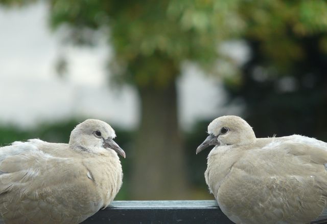 Two doves are perching closely together on a fence, with a blurred green and gray background in a tranquil outdoor setting. This can be used to illustrate themes of togetherness, nature, and wildlife, ideal for animal and bird enthusiasts, nature websites, and peaceful scene depictions.