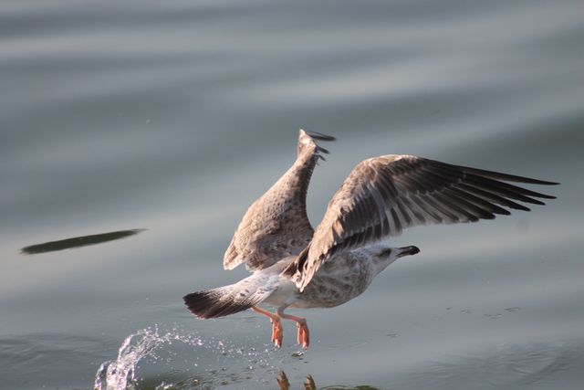 Seagull captured right as it takes off from the water's surface, water ripples under its feet. Ideal for nature and wildlife themes, educational materials, outdoor magazines, and environmental projects highlighting bird behaviors in natural habitats.