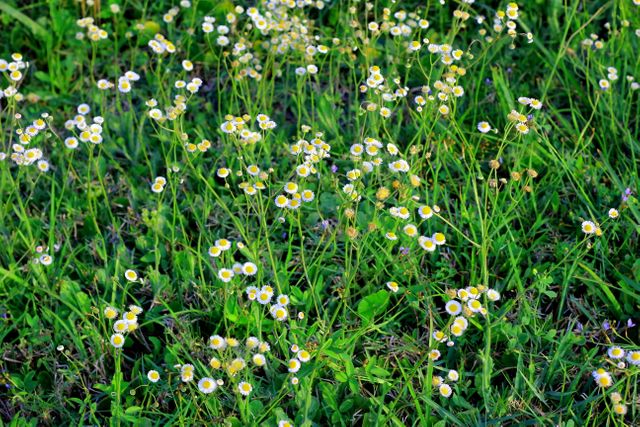 Field of small white and yellow wildflowers blooming in lush green grass. Suitable for backgrounds, nature themes, environmental campaigns, and summer-related designs.
