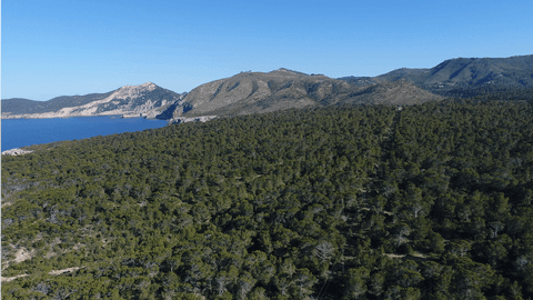 transparent aerial view of lush forest and mountain in clear sky - Download Free Stock Videos Pikwizard.com
