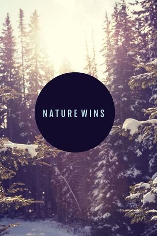 Serene Snowy Forest Highlighting Nature's Calm Triumph - Download Free Stock Templates Pikwizard.com