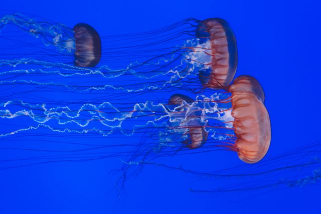 Liber Drift Displaying Graceful Marine Jellyfish - Download Free Stock Photos Pikwizard.com