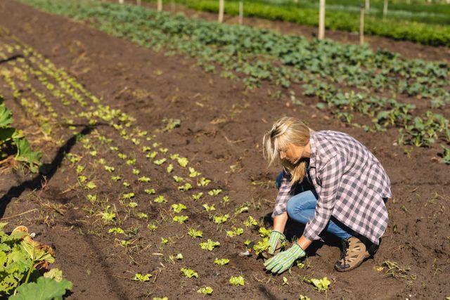 Mid adult caucasian female farmer with blond hair planting in field at greenhouse during sunny day. nature, unaltered, farmer, organic farm, environmental conservation and farming concept.