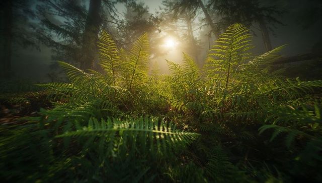 Sunlit ferns in misty lush forest setting