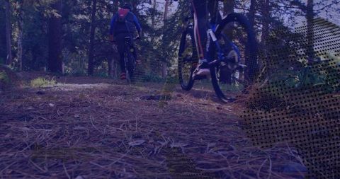 Cyclists Exploring Serene Pine Forest Trail