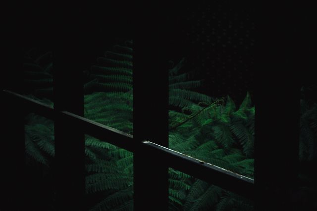 Moody green ferns are dimly lit and seen through the shadows behind a black barred fence. This image creates an eerie, mysterious atmosphere, making it suitable for use in stories, backgrounds for websites, or presentations involving themes of mystery, nature, and hidden beauty.