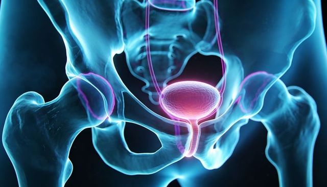 3D pelvic skeleton highlighting urinary bladder and ureters in translucent anatomy