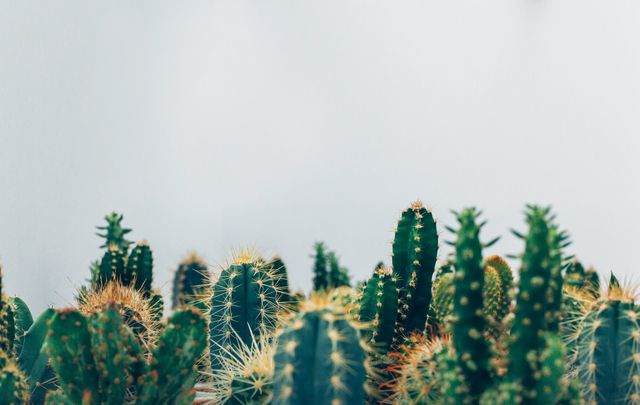 The image depicts a collection of various green cacti, showcasing their mixed sizes and types against a blurred white background. Ideal for use in decorating blogs, gardening publications, and social media posts focusing on plants and nature. This minimalistic photo adds a touch of natural beauty and subtle color, providing an excellent choice for eco-friendly branding, home decor inspirations, or even as a background for digital designs.