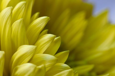 Macro Yellow Chrysanthemum Petal Abstract Floral Background Soft Focus Sunlit Texture