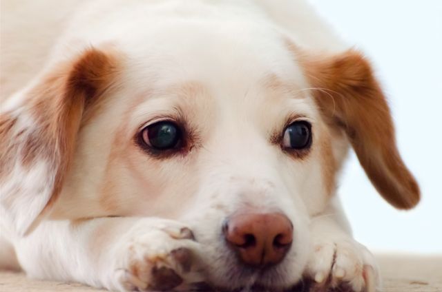 Close-up of dog lying with its head resting on the ground, displaying a sad expression. Useful for articles or educational materials about pet behavior, emotions in animals, or pet care. Can also be used in advertisements for veterinary services, animal shelters, or pet supplies.