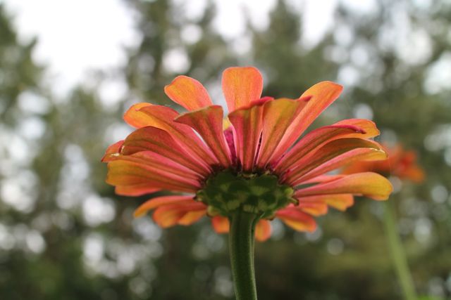 Close-up of Vibrant Orange Flower with Trees in Background - Download Free Stock Photos Pikwizard.com
