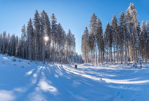 Winter Wonderland with Tall Trees and Deep Snow