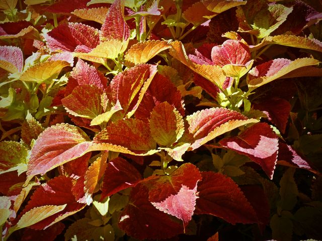 Colorful leaves in vibrant red and green hues illuminated by sunlight, ideal for nature, garden, and foliage related projects. Perfect for backgrounds, gardening websites, plant identification guides, and environmental education.