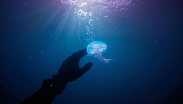 Diver Reaches for Magnificent Jellyfish in Deep Blue Ocean